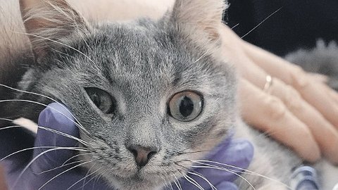 Заразительный с мехом